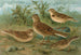 Alauda arvensis, Calandrella brachydactyla, Calandrella pispoletta - Johann Friedrich Naumann — vista de la obra