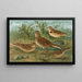 Alauda arvensis, Calandrella brachydactyla, Calandrella pispoletta - Johann Friedrich Naumann — cuadro enmarcado en la pared