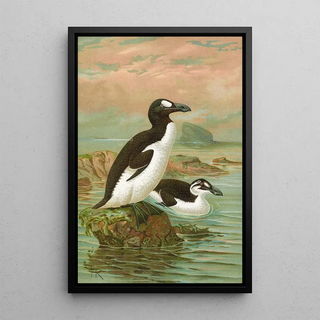 Johann Friedrich Naumann - Alca impennis L Riesenalk.webp