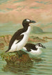 Alca impennis L Riesenalk - Johann Friedrich Naumann — vista de la obra