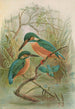 Alcedo ispida - Johann Friedrich Naumann — vista de la obra