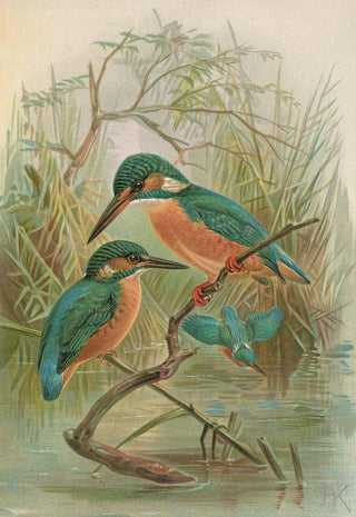 Johann Friedrich Naumann - Alcedo ispida.webp