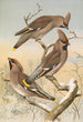 Ampelis garrulus - Johann Friedrich Naumann — artwork view