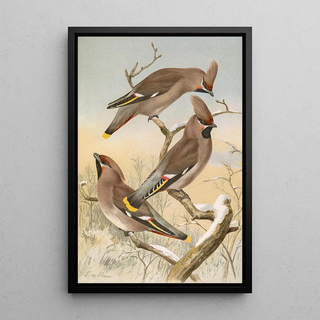 Johann Friedrich Naumann - Ampelis garrulus.webp