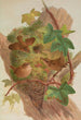 Anorthura troglodytes - Johann Friedrich Naumann — vista de la obra