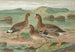 Anser albifrons - Johann Friedrich Naumann — vista de la obra