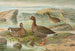 Oie naine - Johann Friedrich Naumann — vista de la obra