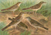 Pipit obscur Gustavi Swinhoe campestris spipoletta Richardi - Johann Friedrich Naumann — artwork view