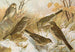 Anthus pratensis cervinus spipoletta obscurus - Johann Friedrich Naumann — artwork view