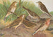 Anthus trivialis pratensis Richardi Vieillot cervinus pensilvanicus - Johann Friedrich Naumann — artwork view