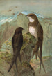 Apus apus Apus melba - Johann Friedrich Naumann — artwork view