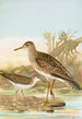 Bartramia longicauda Tringoides macularius - Johann Friedrich Naumann — vista de la obra