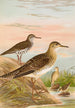 Bartramia longicauda Tringoides macularius Tryngites rufescens - Johann Friedrich Naumann — vista de la obra