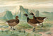 Branta bernicla - Johann Friedrich Naumann — artwork view