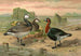 Bernache nonnette - Johann Friedrich Naumann | Cuadro — vista de la obra