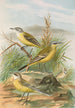 Budytes flavus - Johann Friedrich Naumann — vista de la obra