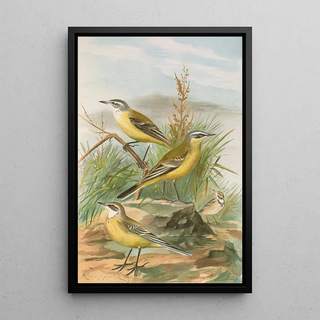 Johann Friedrich Naumann - Budytes flavus.webp