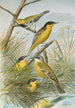 Budytes flavus cinereocapillus Savi melanocephalus Lichtenstein melanocephalus xanthophrys Dendroeca virens - Johann Friedrich Naumann — artwork view