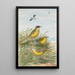 Budytes taivanus Swinhoe Budytes flavus beema Sykes Budytes flavus borealis - Johann Friedrich Naumann — cuadro enmarcado en la pared