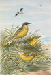 Budytes taivanus Swinhoe Budytes flavus beema Sykes Budytes flavus borealis - Johann Friedrich Naumann — vista de la obra