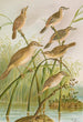 Calamodus schoenobaenus aquaticus arundinaceus - Johann Friedrich Naumann — artwork view