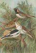 Calcarius lapponicus Plectrophenax nivalis - Johann Friedrich Naumann — artwork view
