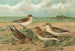 Calidris arenaria Limicola platyrhynchus - Johann Friedrich Naumann — artwork view