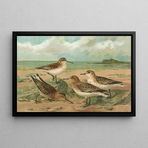 Johann Friedrich Naumann - Calidris arenaria Limicola platyrhyncha.webp