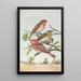 Carpodacus erythrinus Pall Carpodacus roseus - Johann Friedrich Naumann — framed artwork on a wall