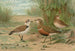 Charadrius alexandrinus Charadrius morinellus - Johann Friedrich Naumann | Cuadro — vista de la obra