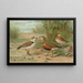 Charadrius alexandrinus Charadrius morinellus - Johann Friedrich Naumann | Cuadro — cuadro enmarcado en la pared
