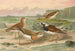 Charadrius asiaticus Arenaria interpres - Johann Friedrich Naumann — vista de la obra