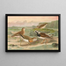 Charadrius asiaticus Arenaria interpres - Johann Friedrich Naumann — cuadro enmarcado en la pared