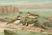 Charadrius dubius Scop - Johann Friedrich Naumann — artwork view