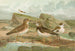 Charadrius morinellus Arenaria interpres Charadrius alexandrinus - Johann Friedrich Naumann — artwork view