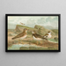 Charadrius morinellus Arenaria interpres Charadrius alexandrinus - Johann Friedrich Naumann — framed artwork on a wall