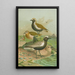 Charadrius pluvialis Charadrius squatarola - Johann Friedrich Naumann — framed artwork on a wall