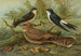Golondrina de ventana Chotacabras de Egipto Lichtenstein - Johann Friedrich Naumann — vista de la obra