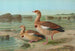 Chenalopex aegyptiacus - Johann Friedrich Naumann — artwork view