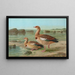 Chenalopex aegyptiacus - Johann Friedrich Naumann — framed artwork on a wall