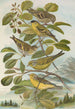 Chrysomitris spinus Chrysomitris citrinella Chrysomitris corsicanus - Johann Friedrich Naumann — vista de la obra