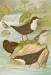 Cinclus cinclus aquaticus Cinclus cinclus Cinclus Pallasi Temm - Johann Friedrich Naumann — artwork view