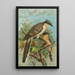 Coccystes glandarius - Johann Friedrich Naumann — framed artwork on a wall