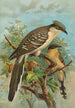 Coccystes glandarius - Johann Friedrich Naumann — artwork view