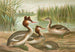 Podiceps cristatus, el zampullín piquigualdo - Johann Friedrich Naumann — vista de la obra