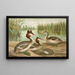 Podiceps cristatus, el zampullín piquigualdo - Johann Friedrich Naumann — cuadro enmarcado en la pared
