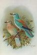Coracias garrula - Johann Friedrich Naumann — artwork view