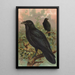 Corvus corax - Johann Friedrich Naumann — cuadro enmarcado en la pared