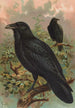 Corvus corax - Johann Friedrich Naumann — vista de la obra