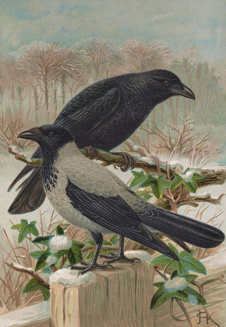 Johann Friedrich Naumann - Corvus corone Corvus cornix.webp